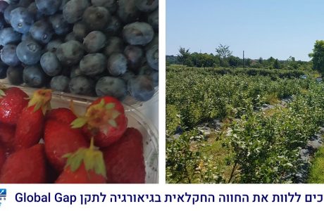 גלובלגאפ – תקן לשיווק ברשתות מזון בחו"ל